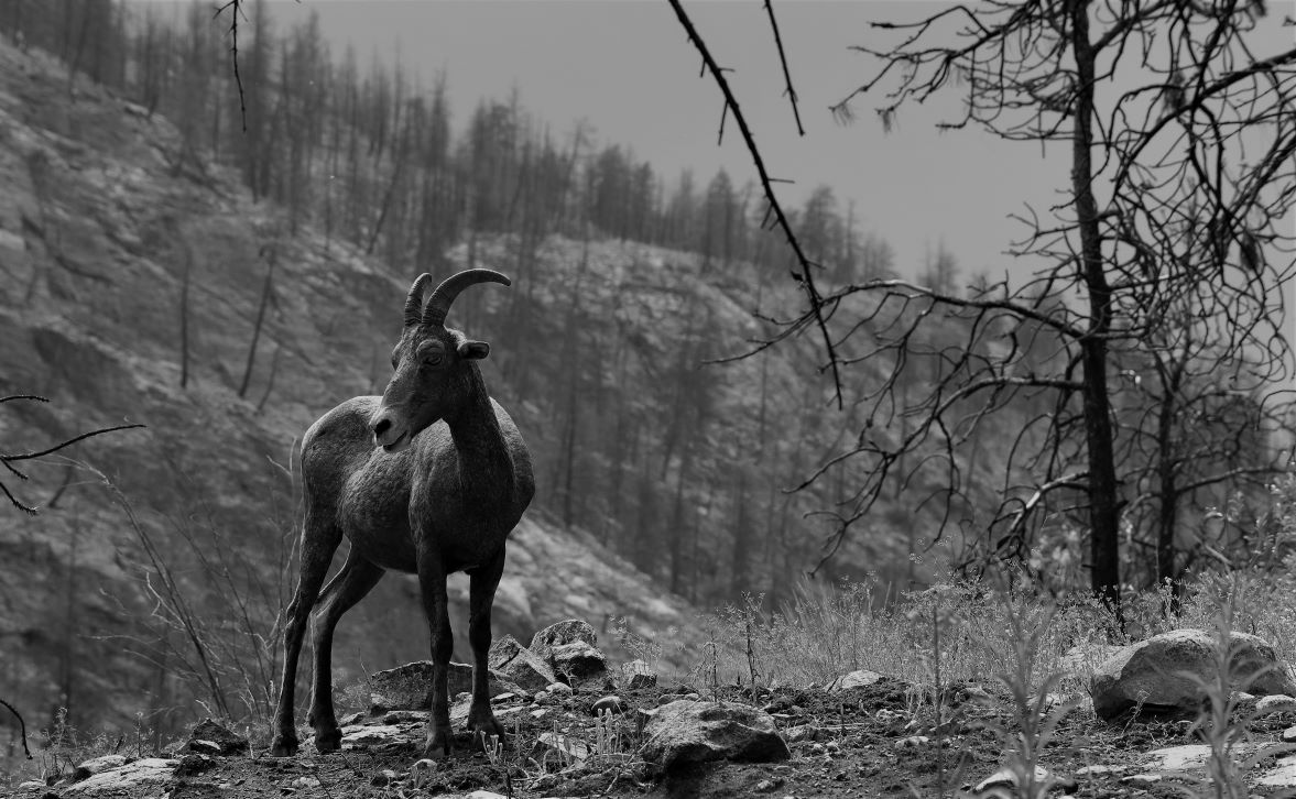 Return to the burn. Skaha Ward 1&nbsp;Trail.