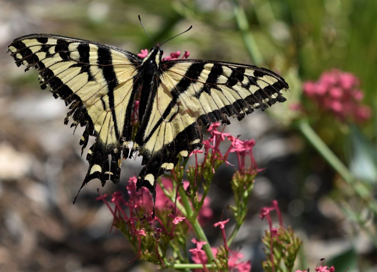 Summerland in bloom….