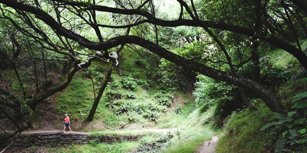 Muir Woods. Another Planet (No&nbsp;Apes..!!)