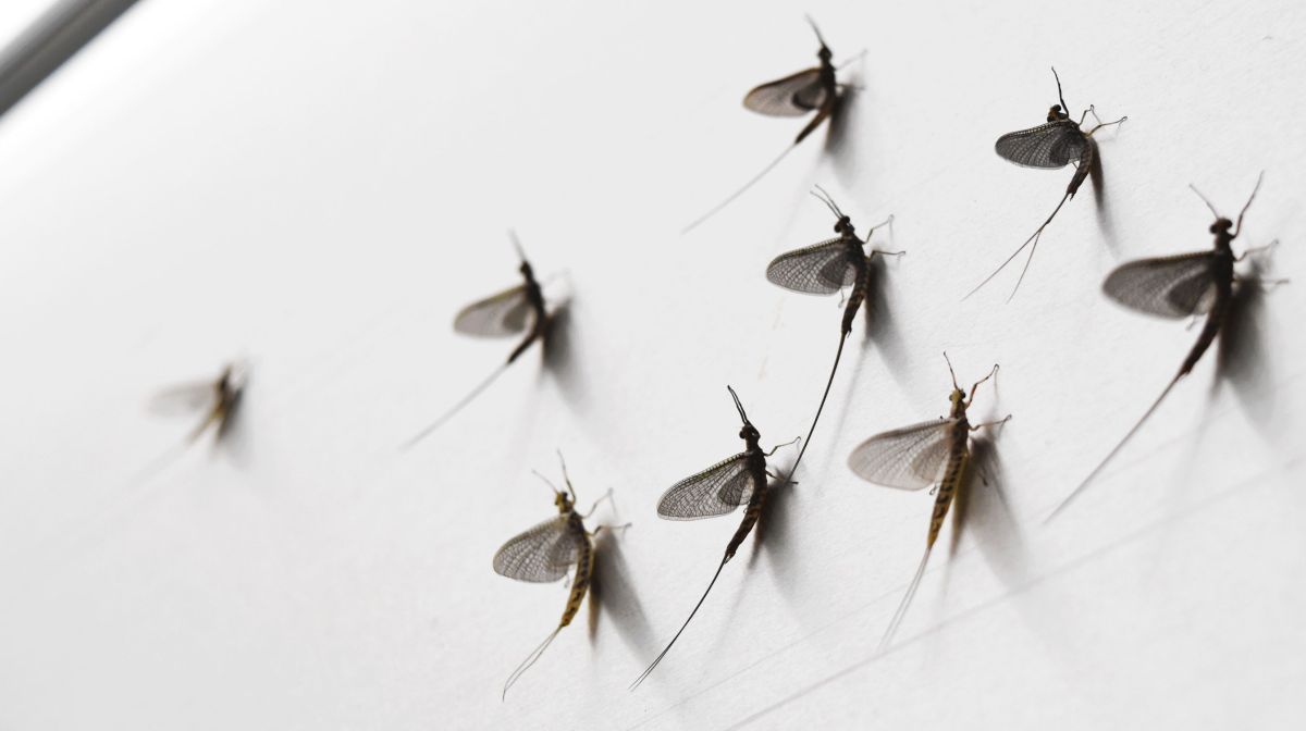 To Ontario and&nbsp;beyond.