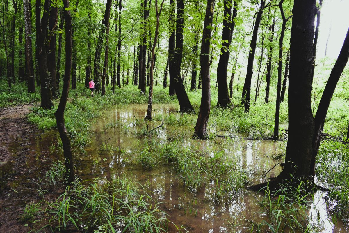 Kentucky. A walk with Mr.&nbsp;Audubon