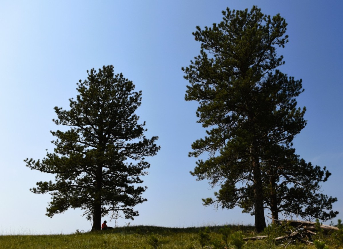 A close shave and a lone&nbsp;bull.